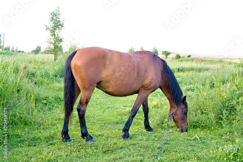 rural animals in natural conditions