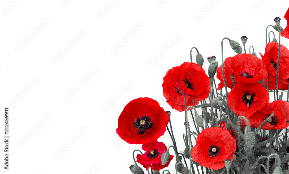 Fototapeta premium Kwiaty czerwone maki (Papaver rhoeas, nazwy zwyczajowe: mak kukurydziany, róża kukurydziana, mak polny, czerwony chwast, coquelicot) na białym tle z miejscem na tekst.