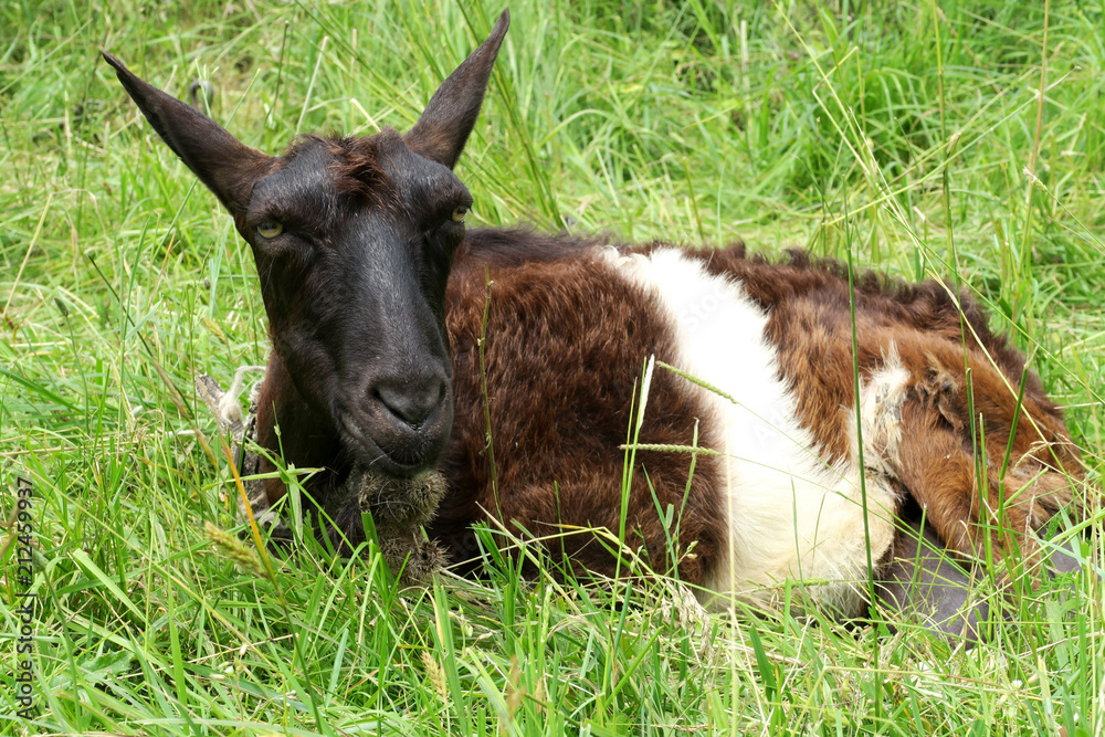 rural animals in natural conditions rural animals in natural conditions