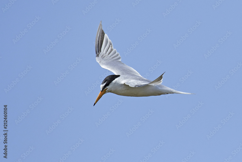 Little tern (Sternula albifrons) Little tern (Sternula albifrons)