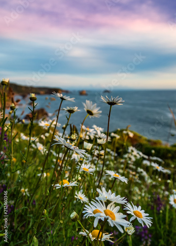 California Sunset with Wildflowers