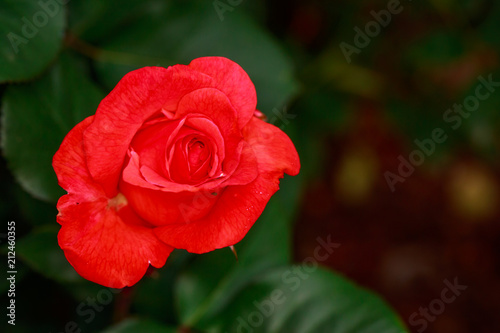 Fragrant Rose in Full Blossom