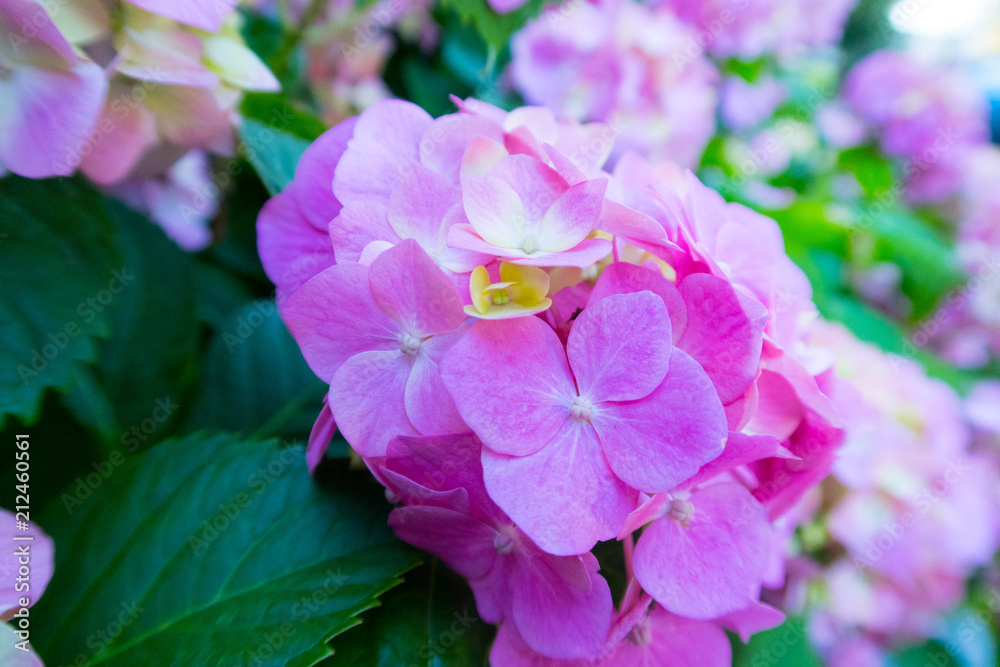 colorful summer flowers