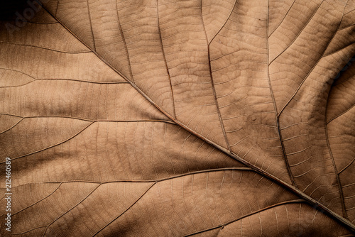 close up detial of brown dry leaf texture background photo