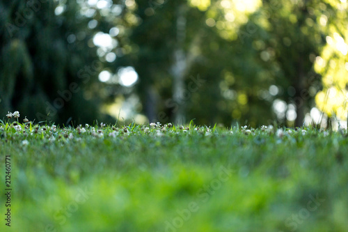 Fototapeta Naklejka Na Ścianę i Meble -  Green grass closeup