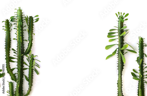 Twigs with leaves Euphorbia trigona ( African milk tree, cathedral cactus, Abyssinian euphorbia, high chaparall ) on a white background with space for text. Top view, flat lay