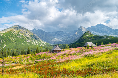 Wooden huts on a sunlit mountain meadow with fireweed flowers in Tatra Mountains, Poland with cloudy mountain peaks in the background. 