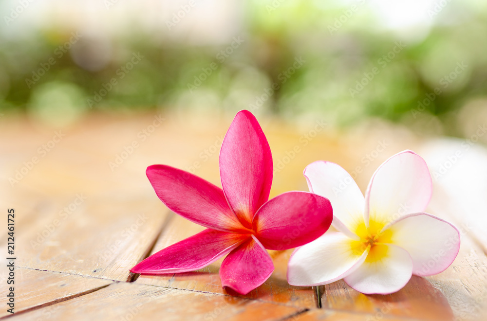 Plumeria flower red and white on the wooden floor. Background blur. Bokeh.