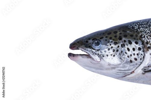 Photography Salmon fish isolated on white background