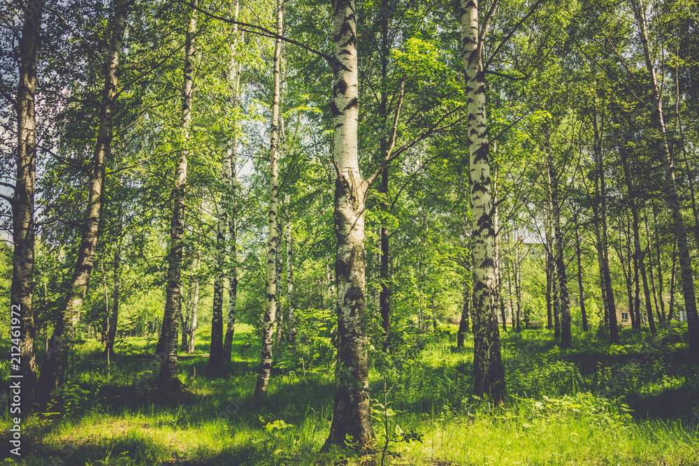 Fototapeta premium Green trees in summer park retro