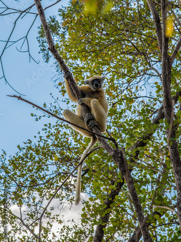 Sifaka lemur hanging on a brach tree