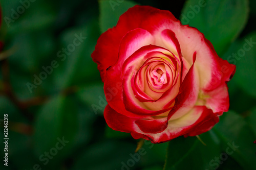 Fragrant Rose in Full Blossom