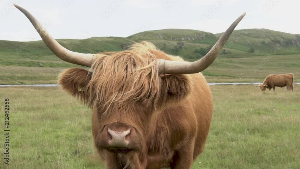 Portrait vache highland dans un champ / Portrait of highland cow in a field