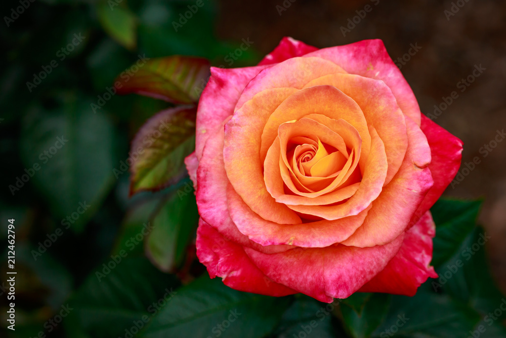 Fragrant Rose in Full Blossom Fragrant Rose in Full Blossom