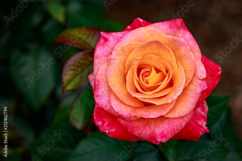 Fragrant Rose in Full Blossom