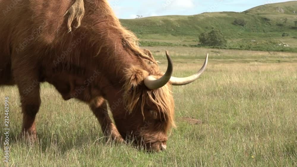 Une vache highland broute dans un champs / A highland cow grazes in a field