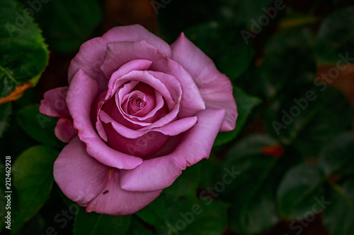 Fragrant Rose in Full Blossom