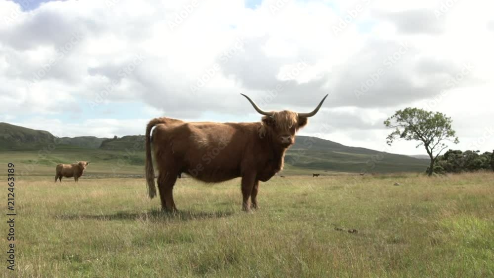 Sculpture vache highland – Acier corten - Steel Fabric