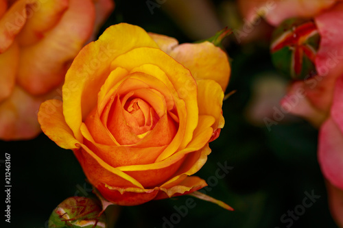 Fragrant Rose in Full Blossom