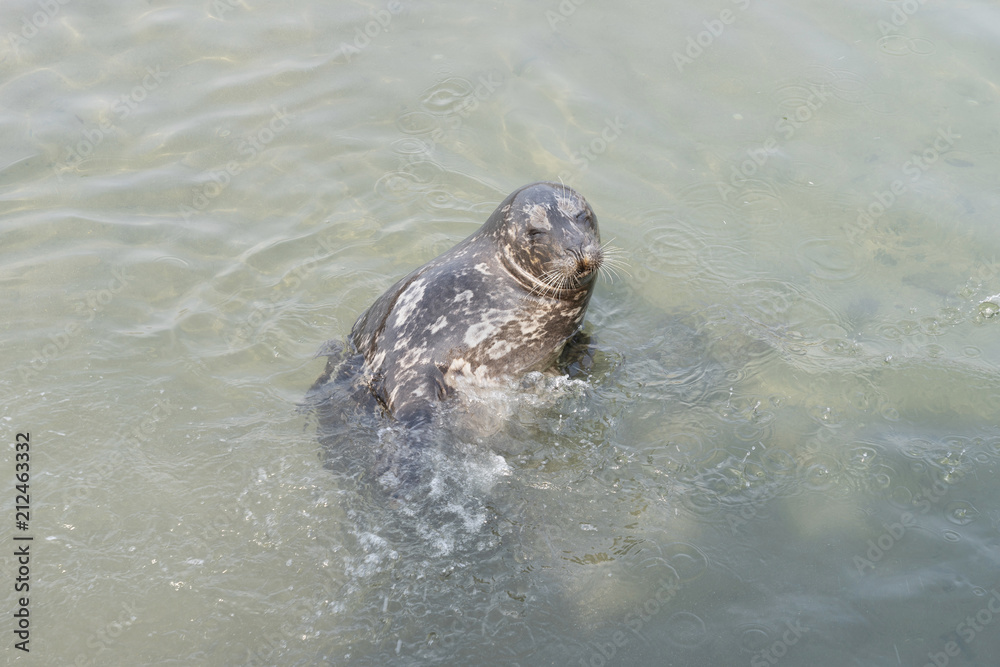 Obraz premium Sea lion in the water and call traveller give the feed for it at Otaru Aquarium.