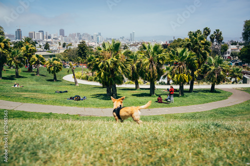 Dog at Dolores Park photo