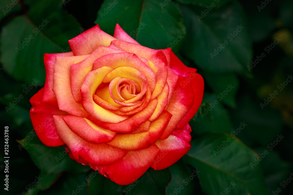 Fragrant Rose in Full Blossom Fragrant Rose in Full Blossom