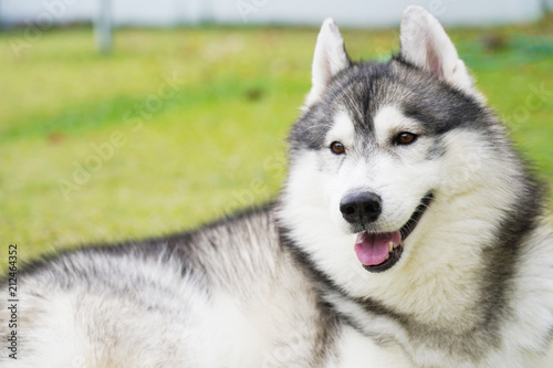 Siberian husky laying on green grass in the clear day.