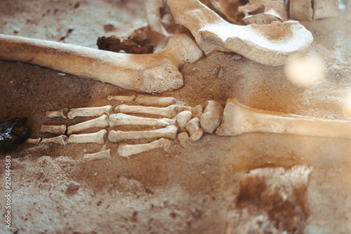 the bones of the human hand