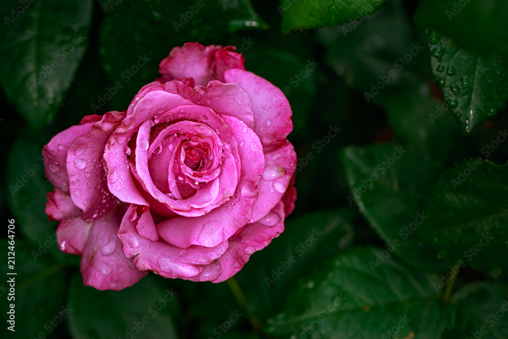 Fragrant Rose in Full Blossom