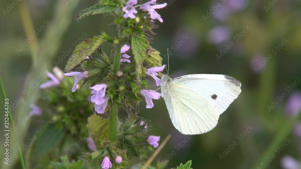 Butterflies on a bright warm day under a bright sun sit on the wild flowers to collect the nectane Butterflies on a bright warm day under a bright sun sit on the wild flowers to collect the nectane