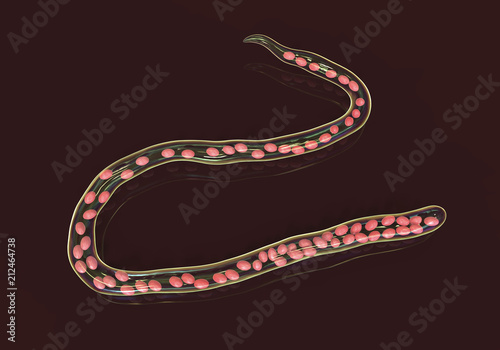 Mansonella ozzardi, a roundworm nematoda that causes serous cavity filariasis and keratitis, 3D illustration shows absence of sheath around the worm and tail nuclei that do not extend to tip photo