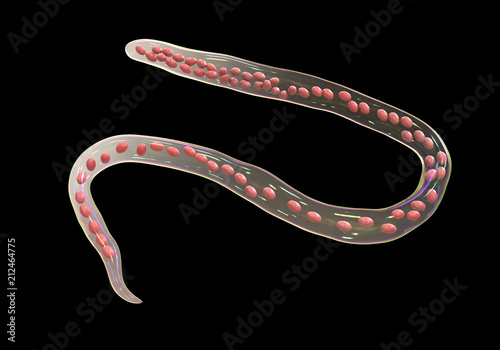 Mansonella ozzardi, a roundworm nematoda that causes serous cavity filariasis and keratitis, 3D illustration shows absence of sheath around the worm and tail nuclei that do not extend to tip photo