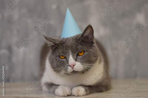 Gray cat wearing a party blue hat on gray background. Angry cat. Gray cat with orange eyes.