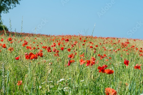 Fototapeta Naklejka Na Ścianę i Meble -  Mohnblumen auf einem Feld im Frühling