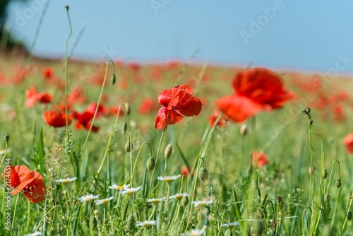 Mohnblumen auf einem Feld im Fr  hling