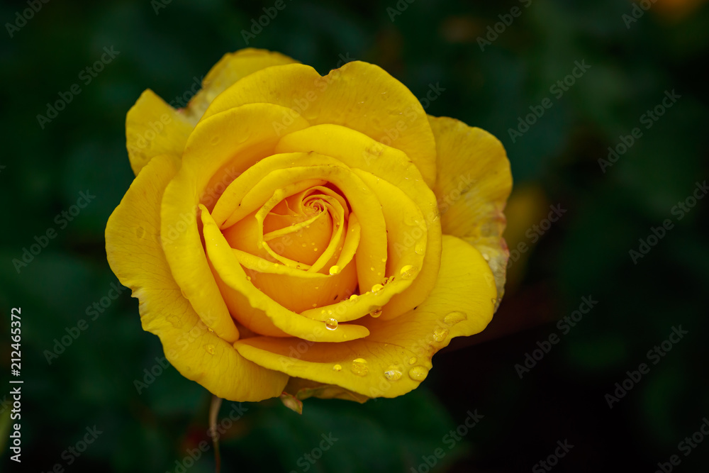 Fragrant Rose in Full Blossom Fragrant Rose in Full Blossom