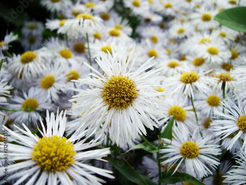 Flowers of white daisy.