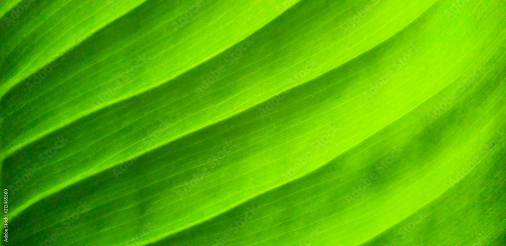 Green leaf pattern nature background Green leaf pattern nature background