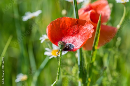 Mohnblume auf einem Feld im Frühling photo