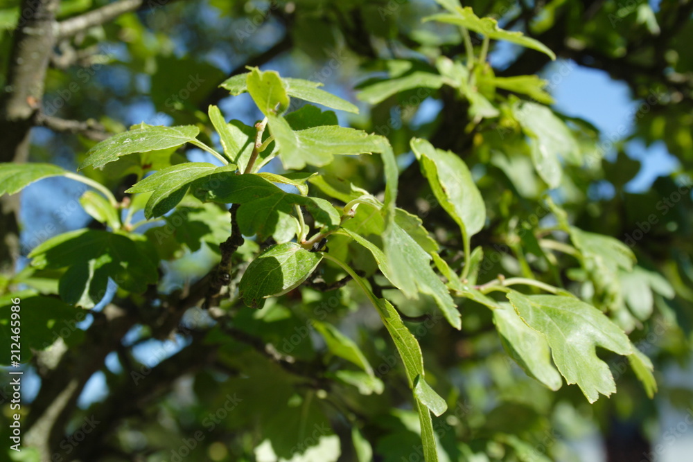 leaf leaf