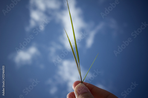 A blade of grass in his hand.