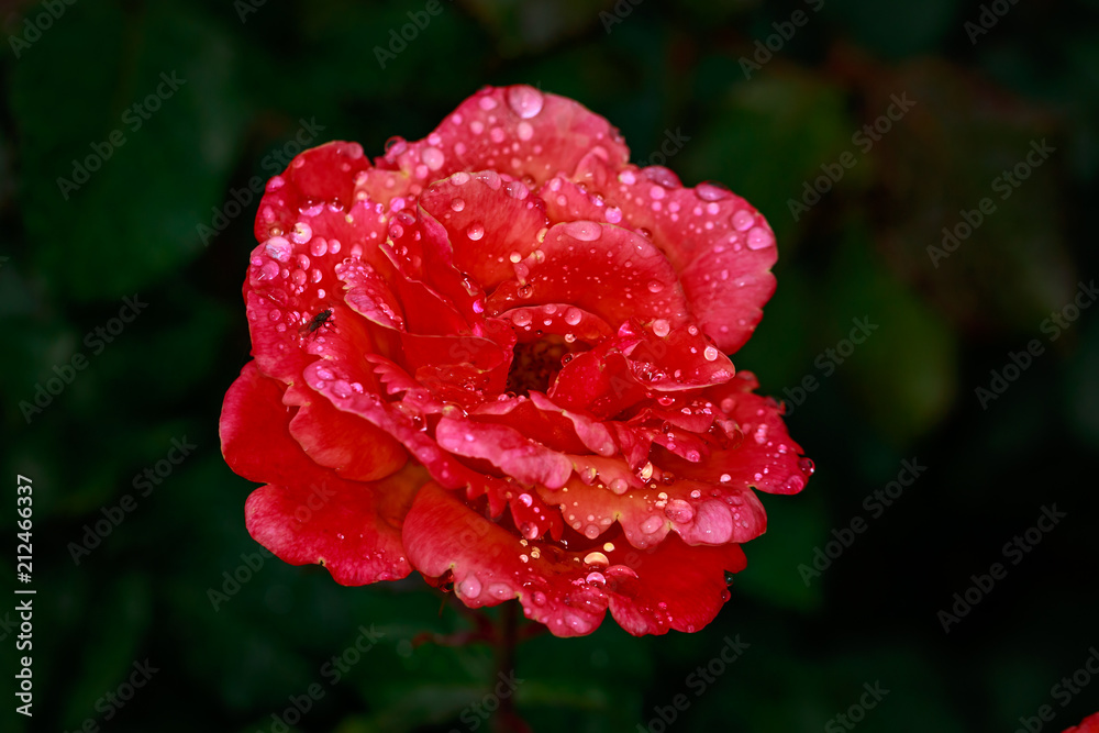 Fototapeta premium Fragrant Rose in Full Blossom