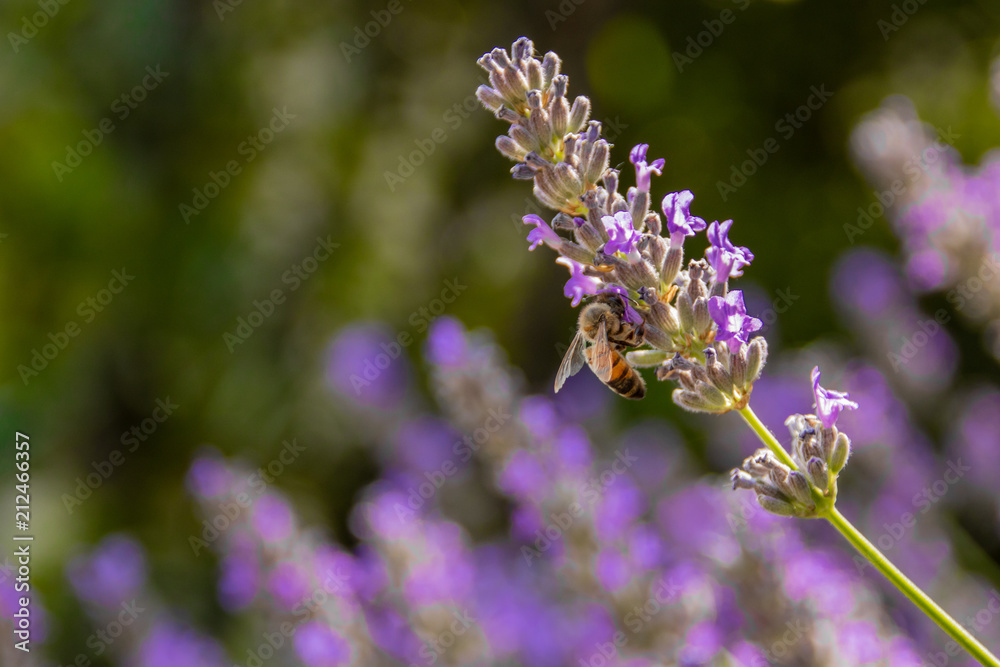 Ape durante impollinazione dell lavanda officinale Ape durante impollinazione dell lavanda officinale