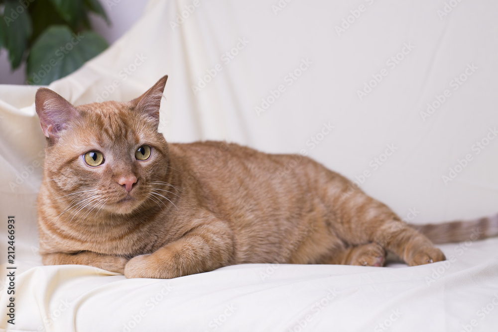 Red cat with an expressive look on a white background. The cat is lying on the couch.