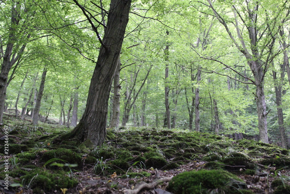 Fototapeta premium Wald