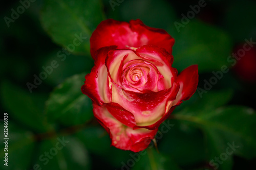 Fragrant Rose in Full Blossom