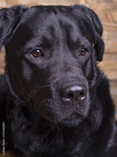 A black labrador retriever on a stone background. Intelligent eyes, piercing eyes.