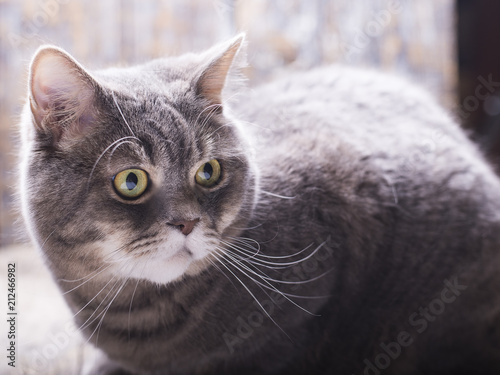 Gray cat with an expressive look on a gray background. The cat is lying on the wooden background.