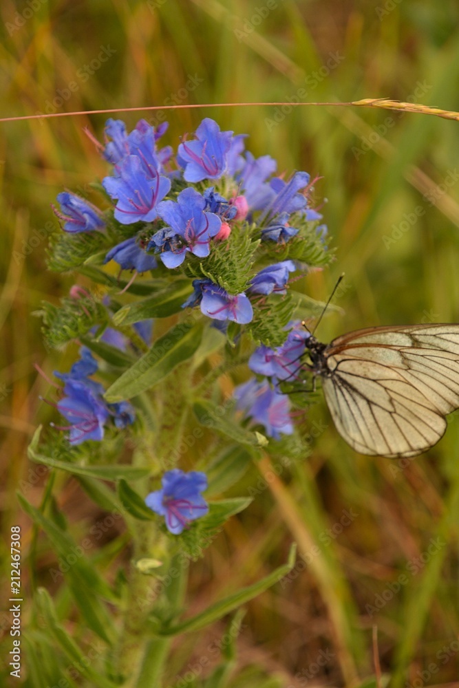 nature landscape landscape mountains field grass river water clouds clouds sky trees birch green blue white fresh air oxygen beauty latitude summer season flowers butterfly blo