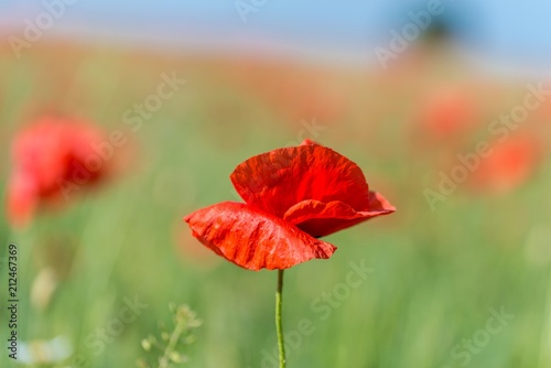 Fototapeta Naklejka Na Ścianę i Meble -  Mohnblumen auf einem Feld im Frühling